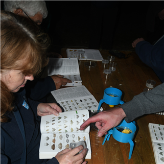 Volunteers identifying the moths