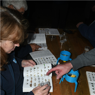 Volunteers identifying the moths Volunteers identifying the moths