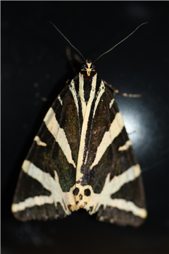 Jersey Tiger moth