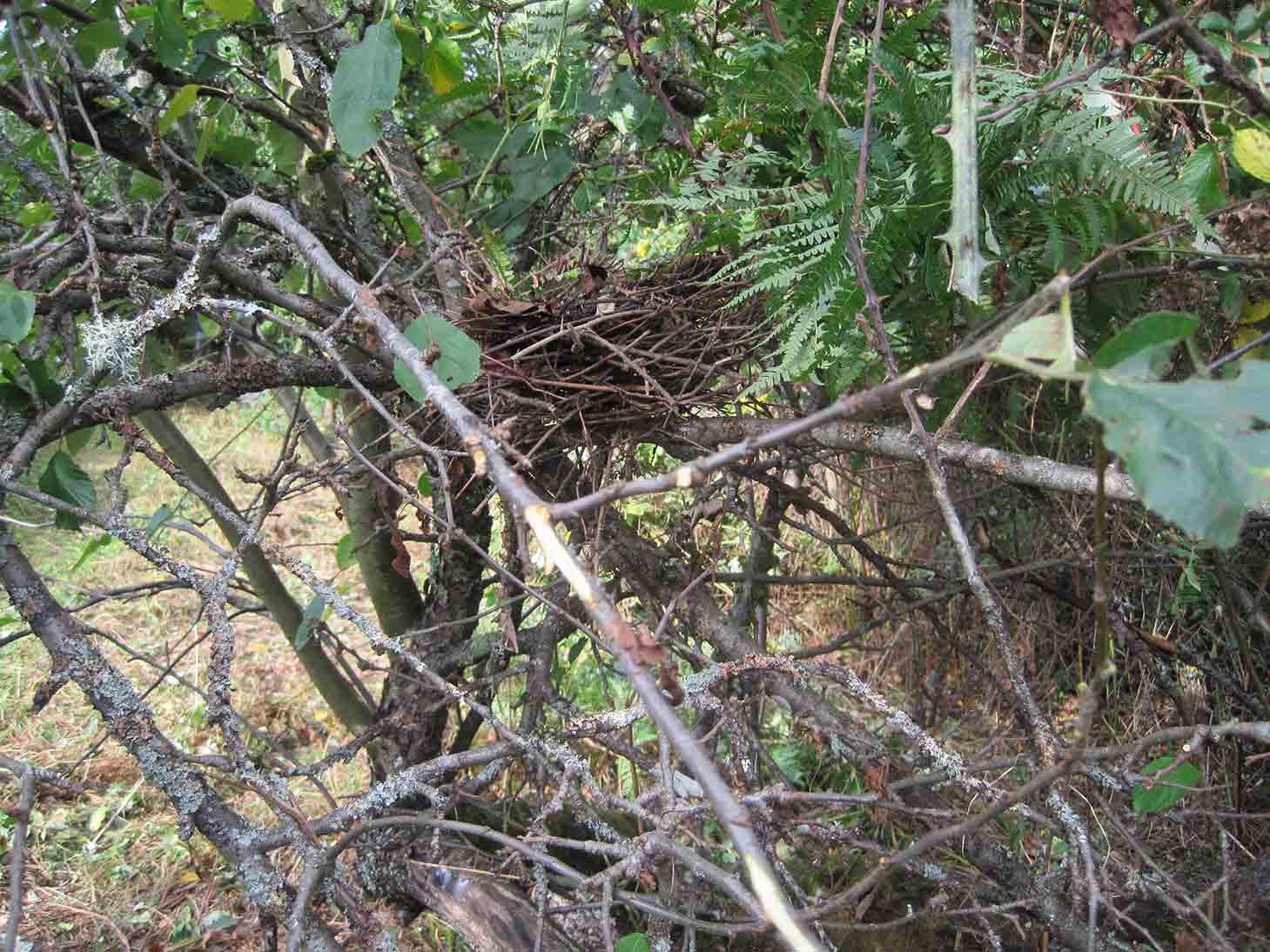 Birds nest in an apple tree