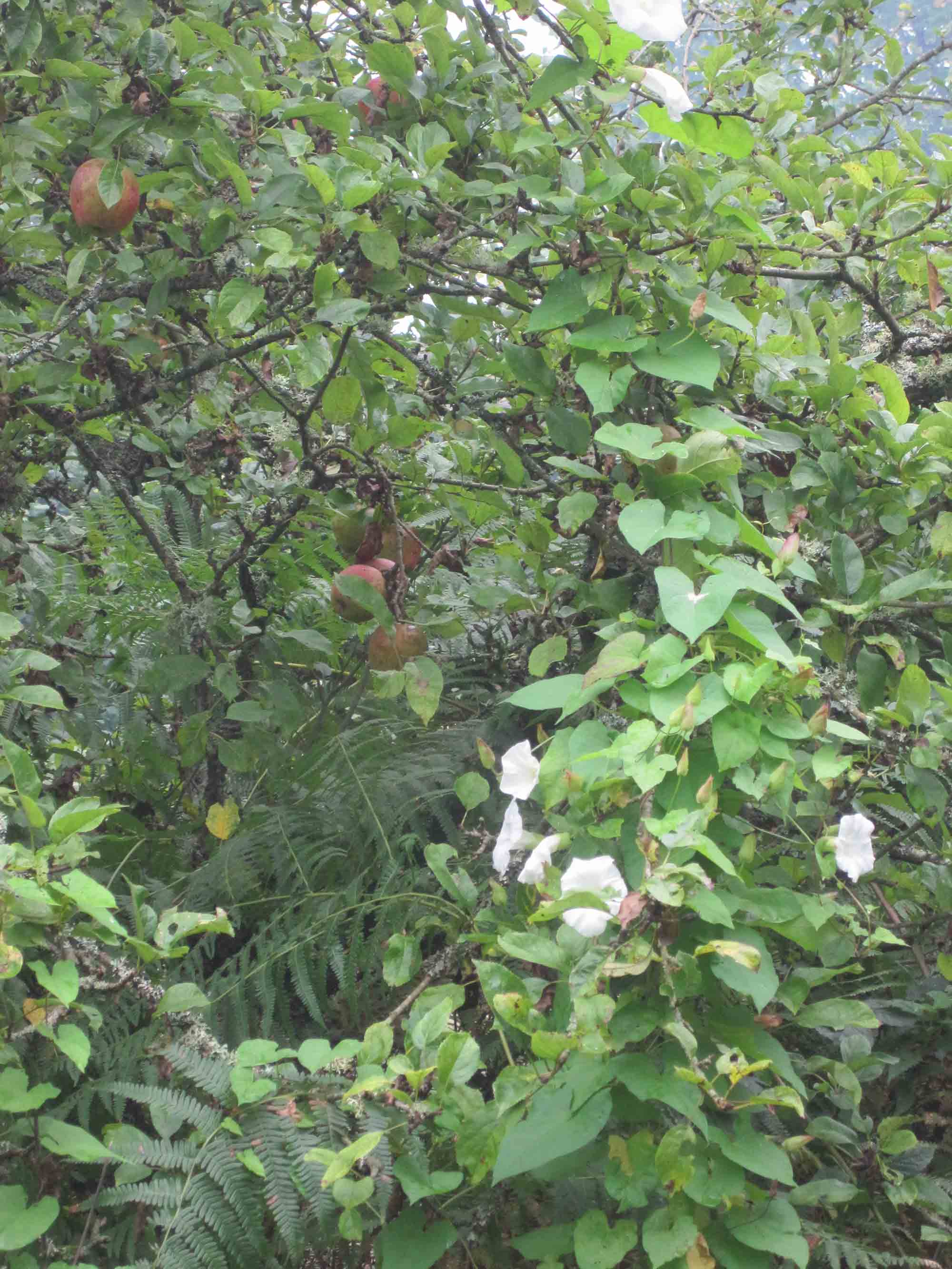 Dense foliage gives good cover for birds