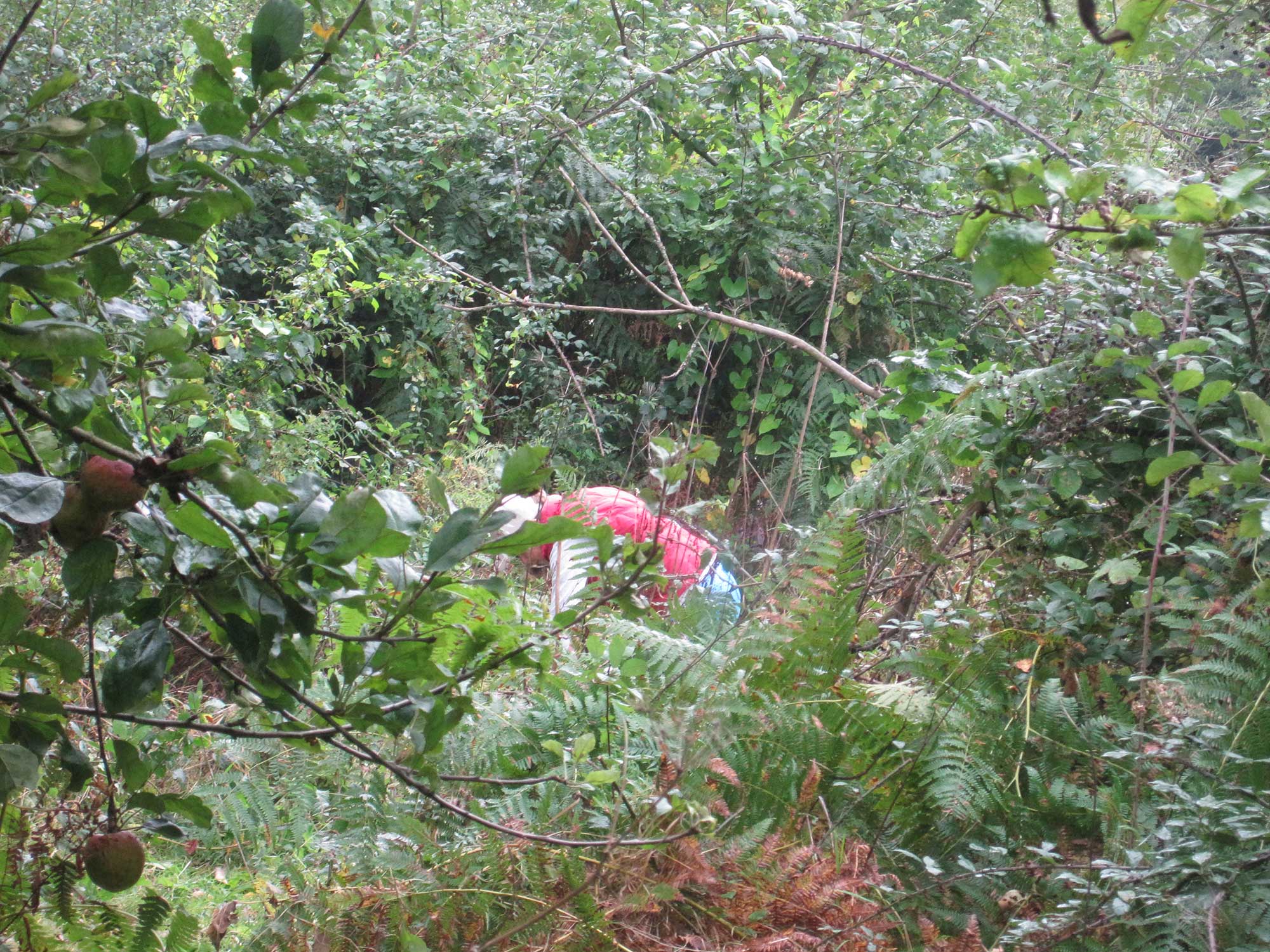 The overgrown hedge before