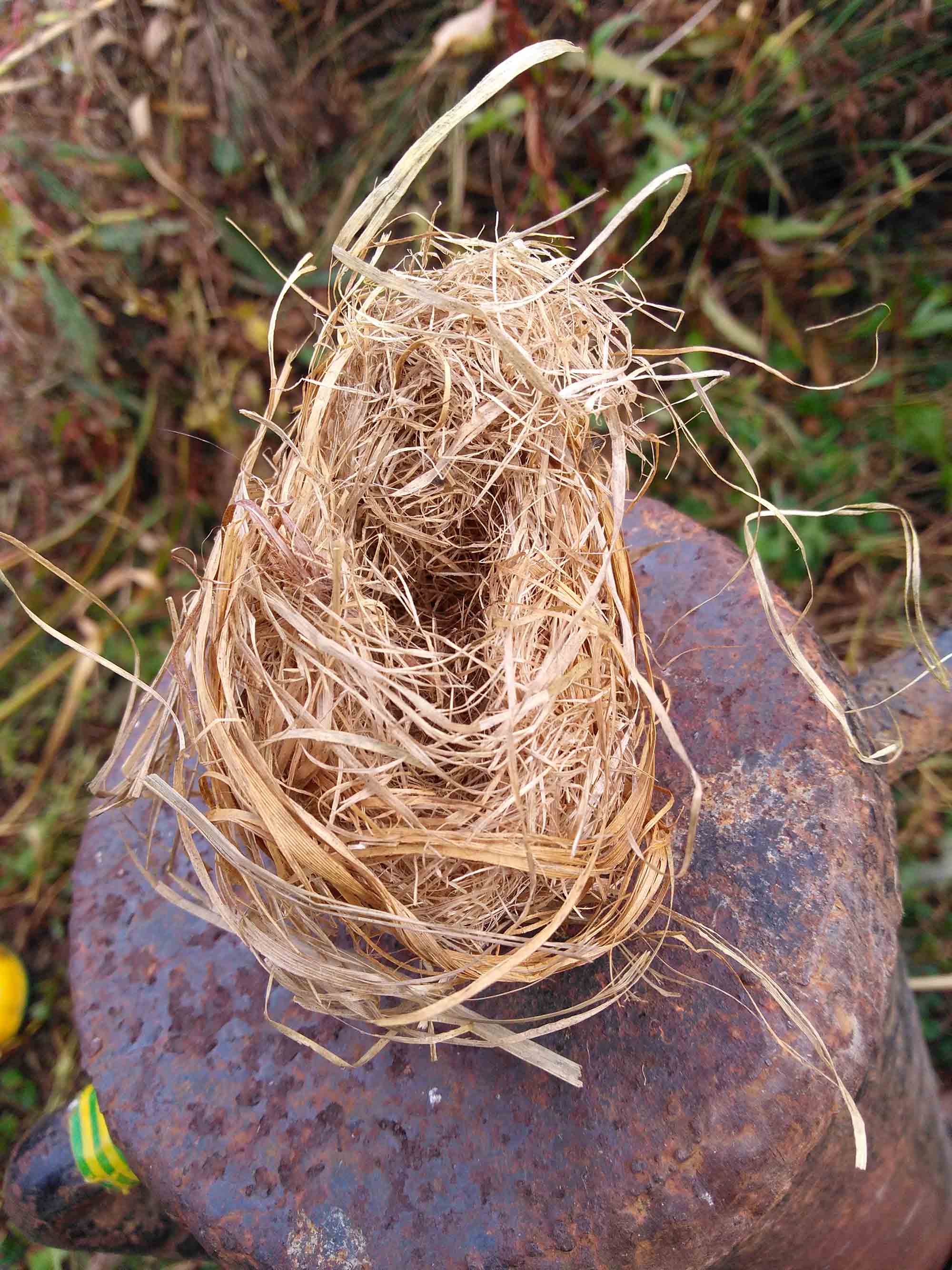 Harvest Mouse Nest