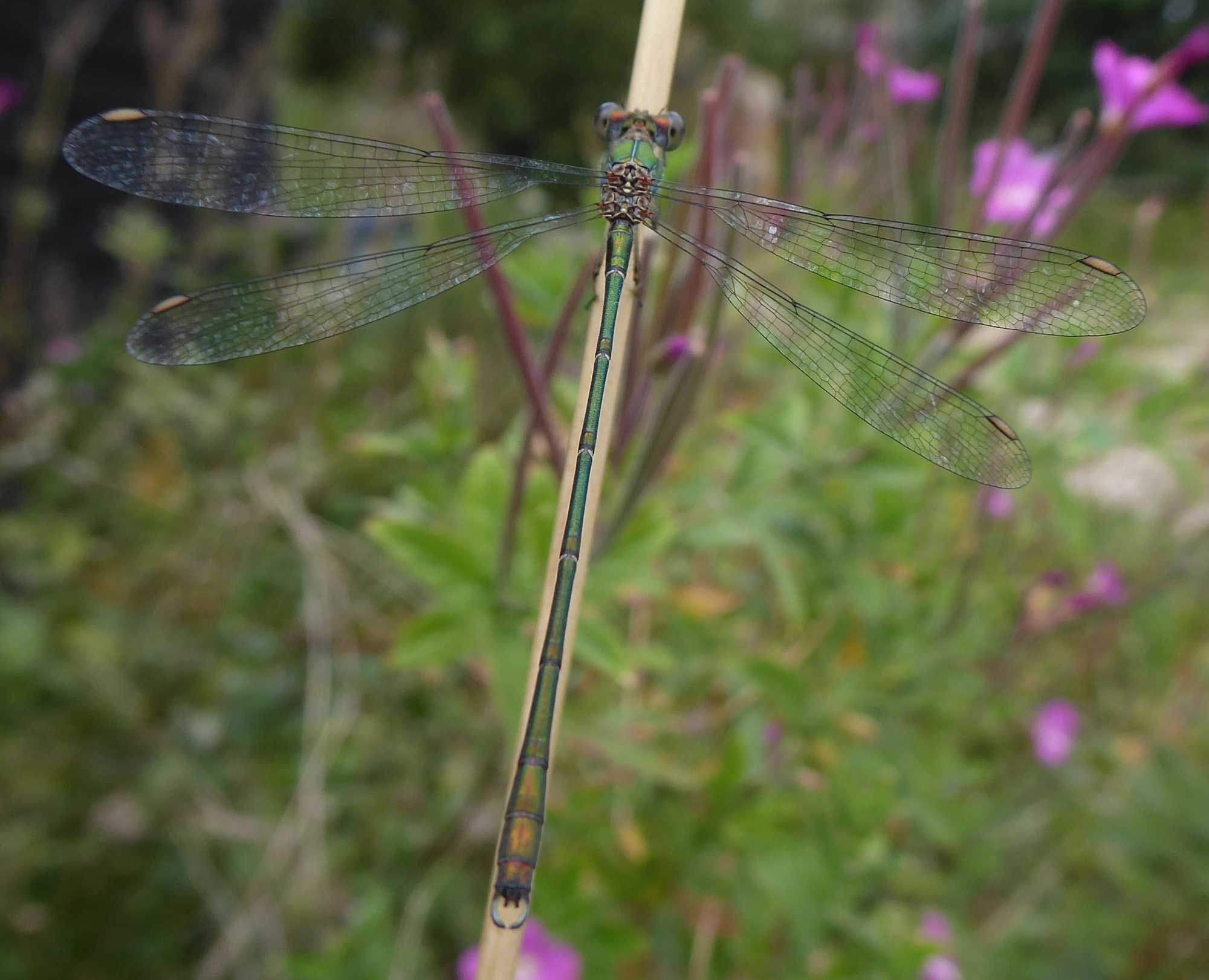 Willow Emerald