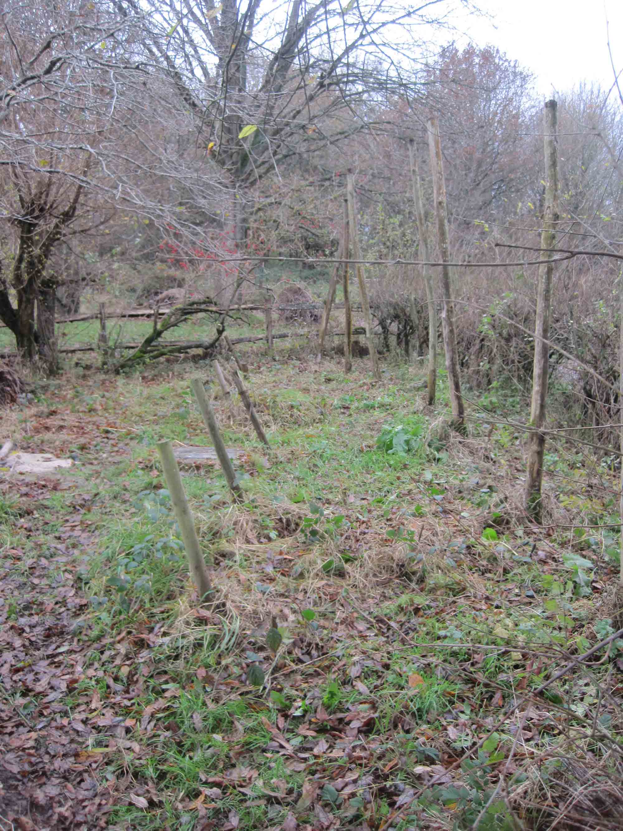 Hop Garden Hop Garden