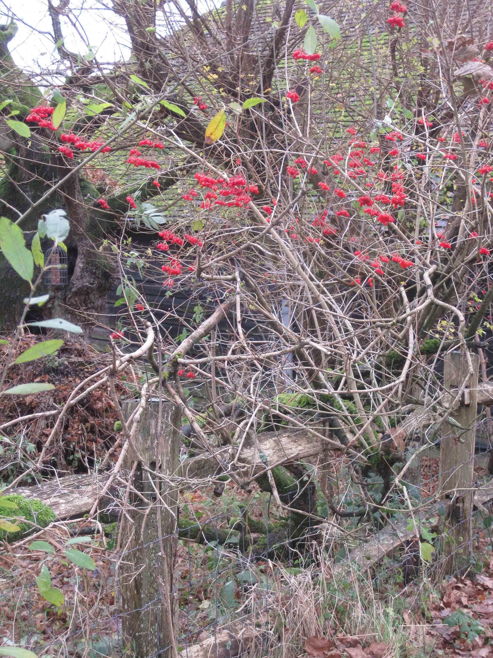 Wild Berries Wild Berries