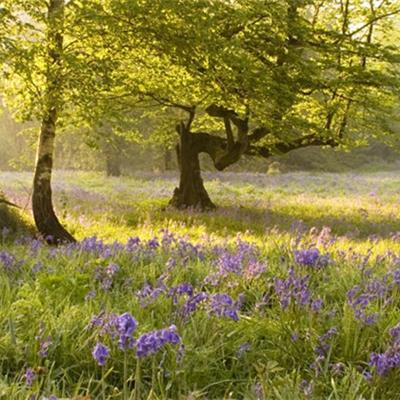 Bluebells at dawn. (Photo: WTML/G. Smith) Bluebells at dawn