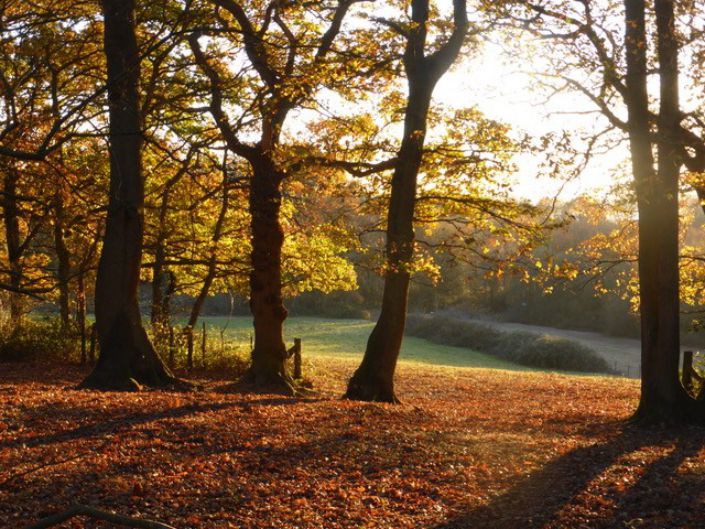 Autumn fields and trees at Bore Place