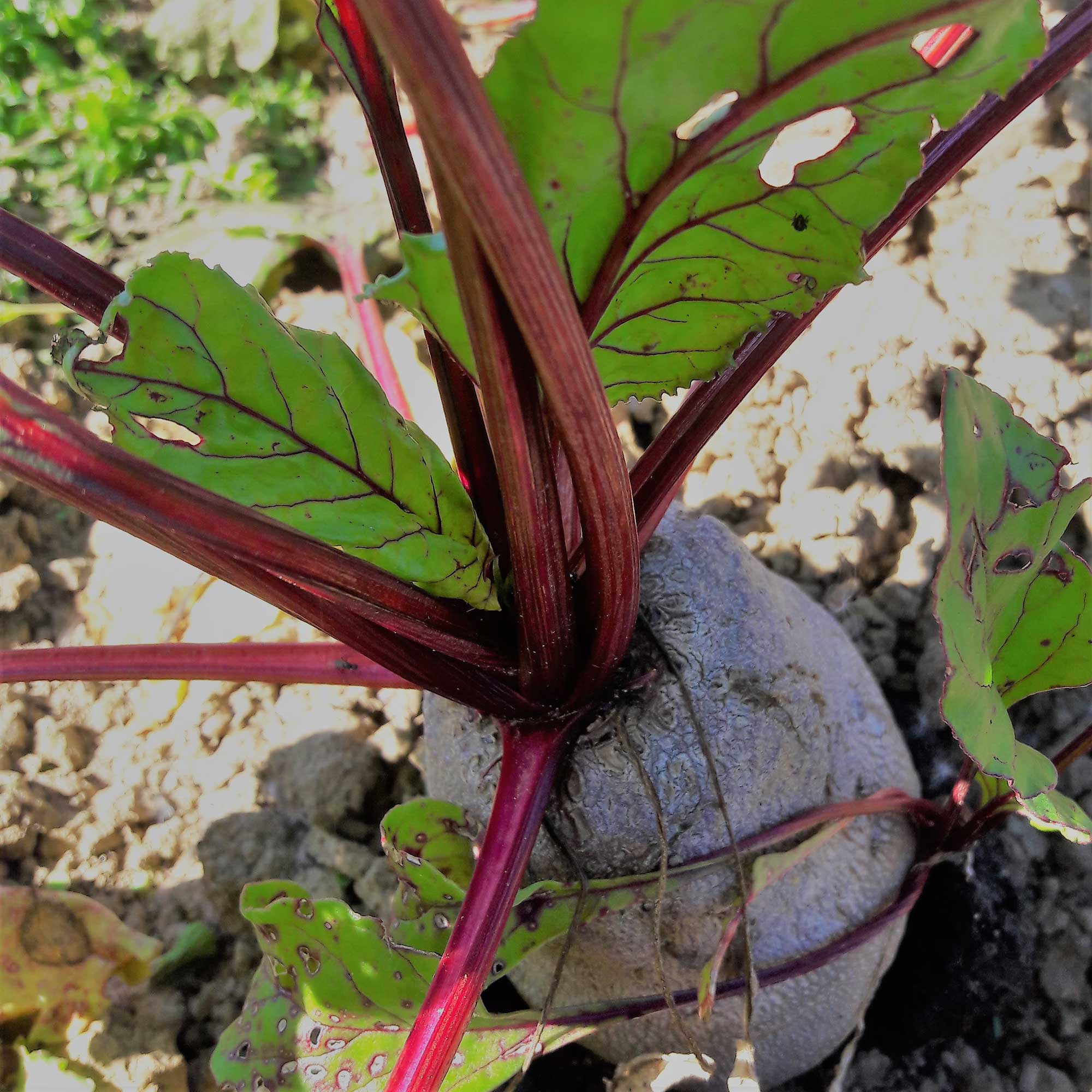field to fork organic
