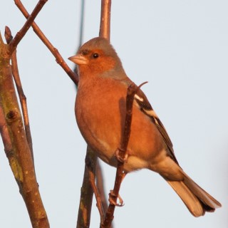 Bird on tree at Bore Place