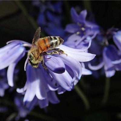 A bee enoying Spring bluebells (pixabay- Buntysmum) A bee enjoying Spring bluebells