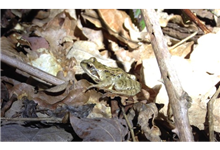 Common frog Common frog