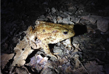 Common toad Common toad
