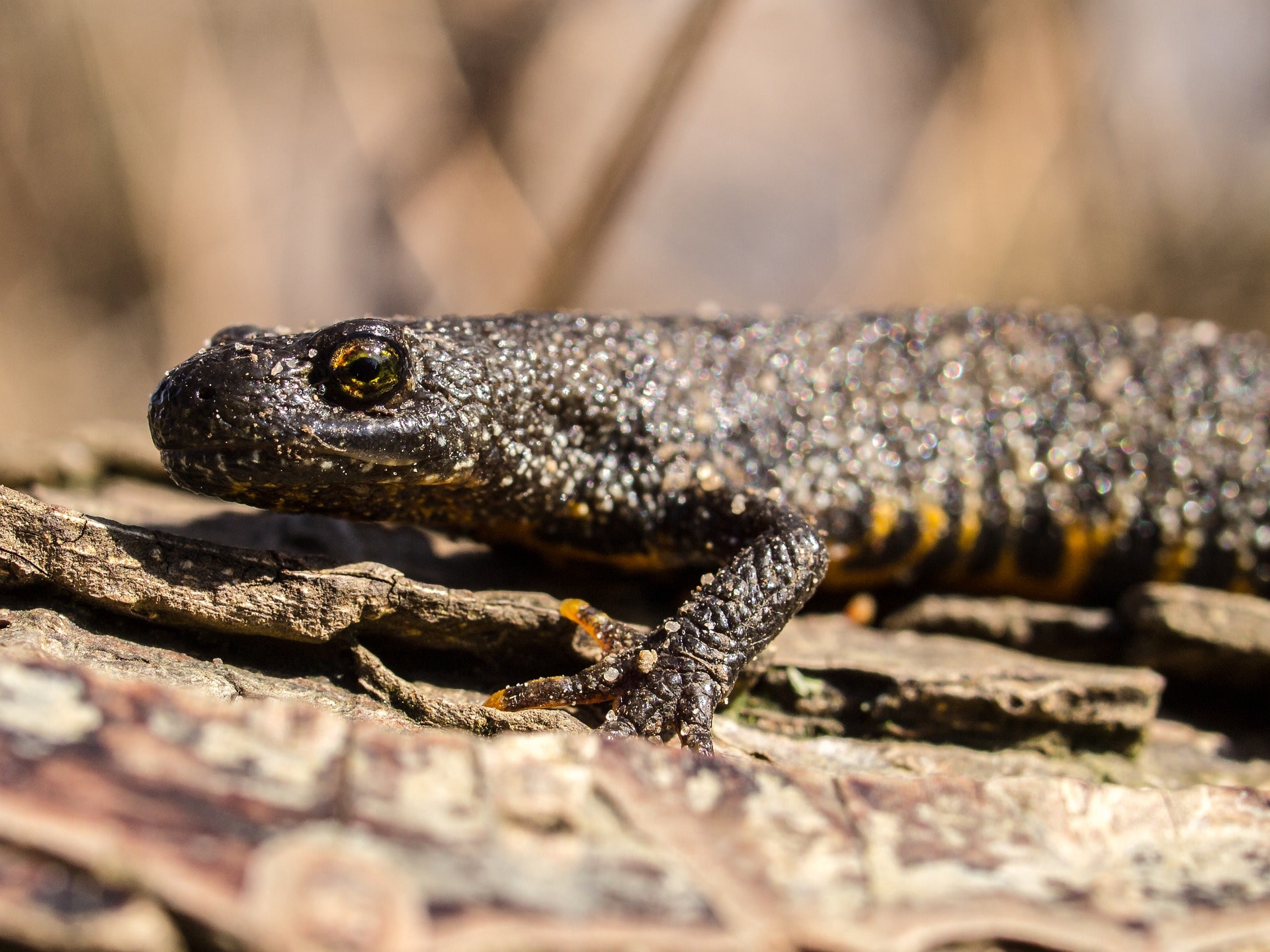 Great Crested Newt Great Crested Newt