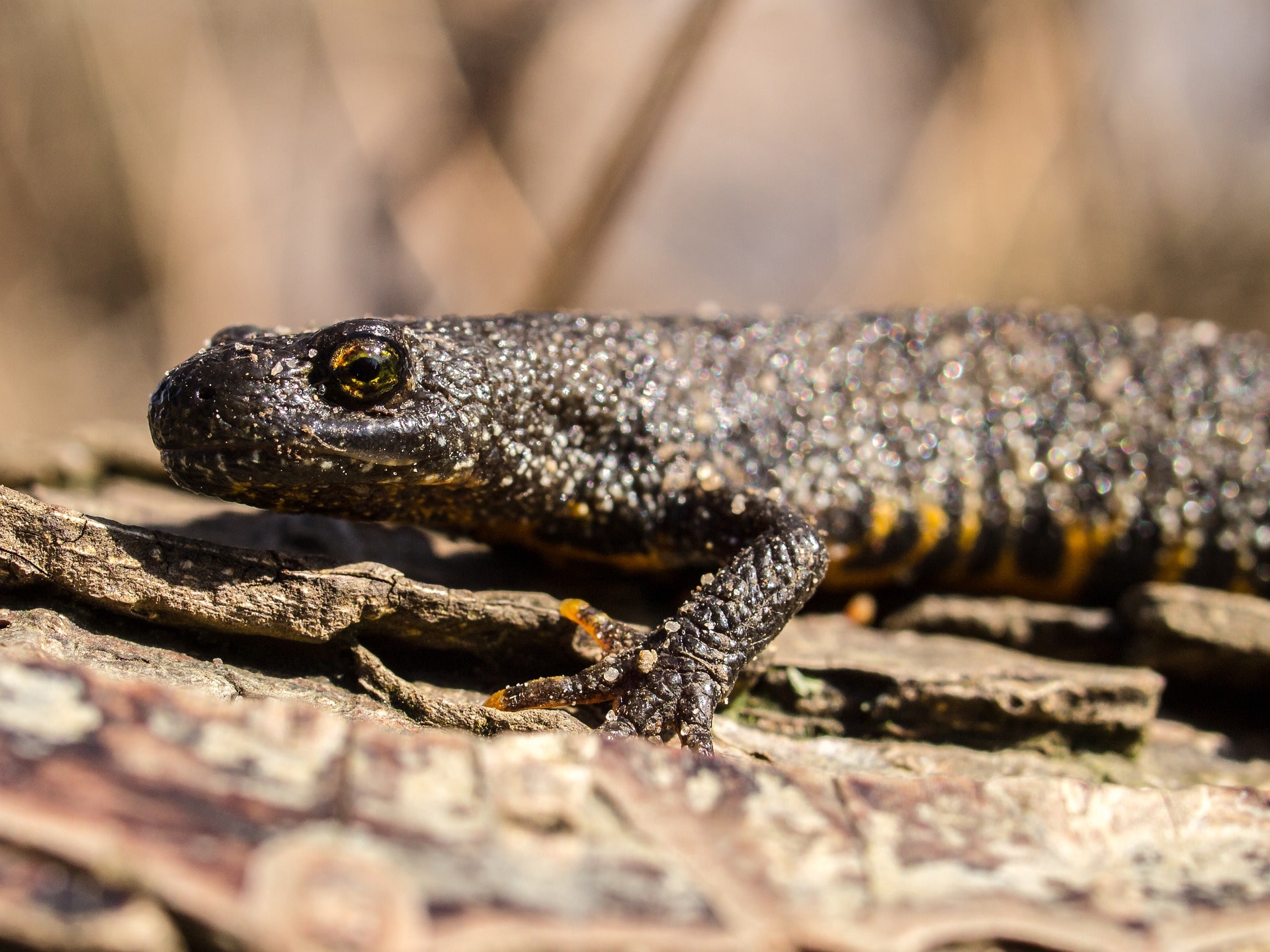 Great Crested Newt