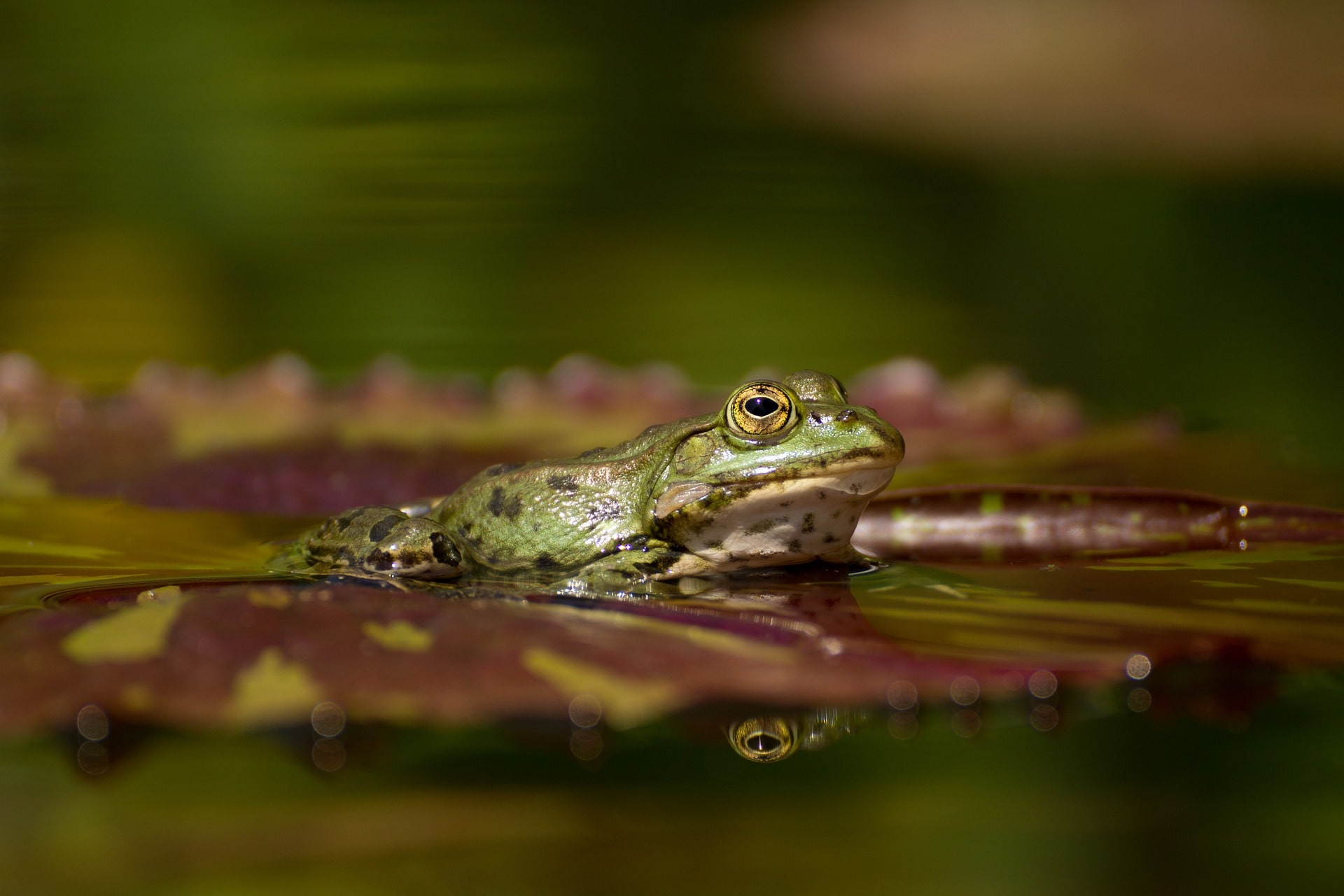 Frog Frog
