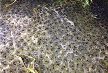 Frog spawn Frog spawn