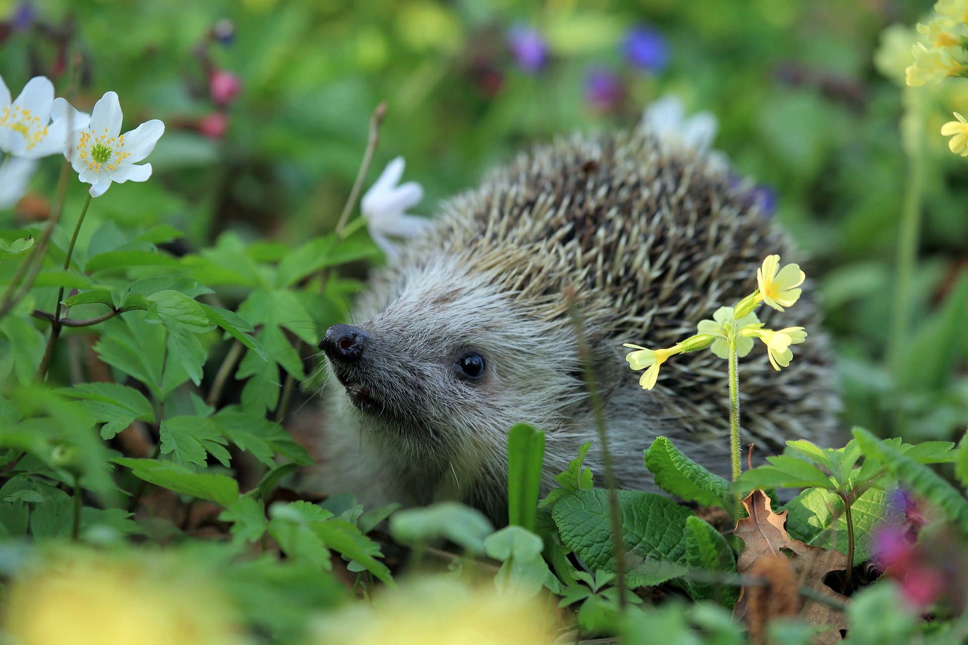 Hedgehog Hedgehog