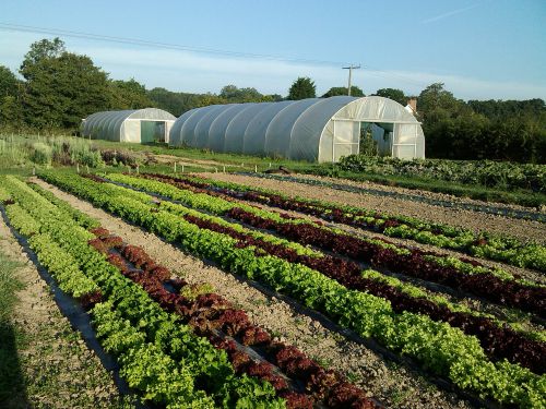 Salad leaf and polytunnel in Bore Place market garden