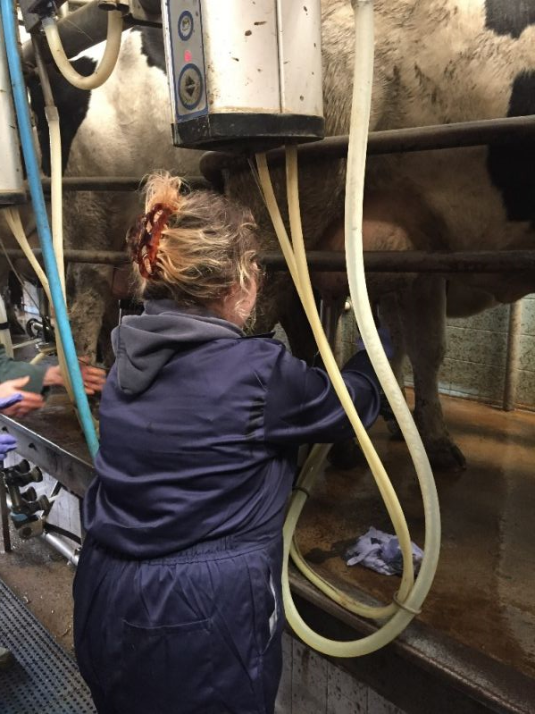 Young person milking cows at Bore Place