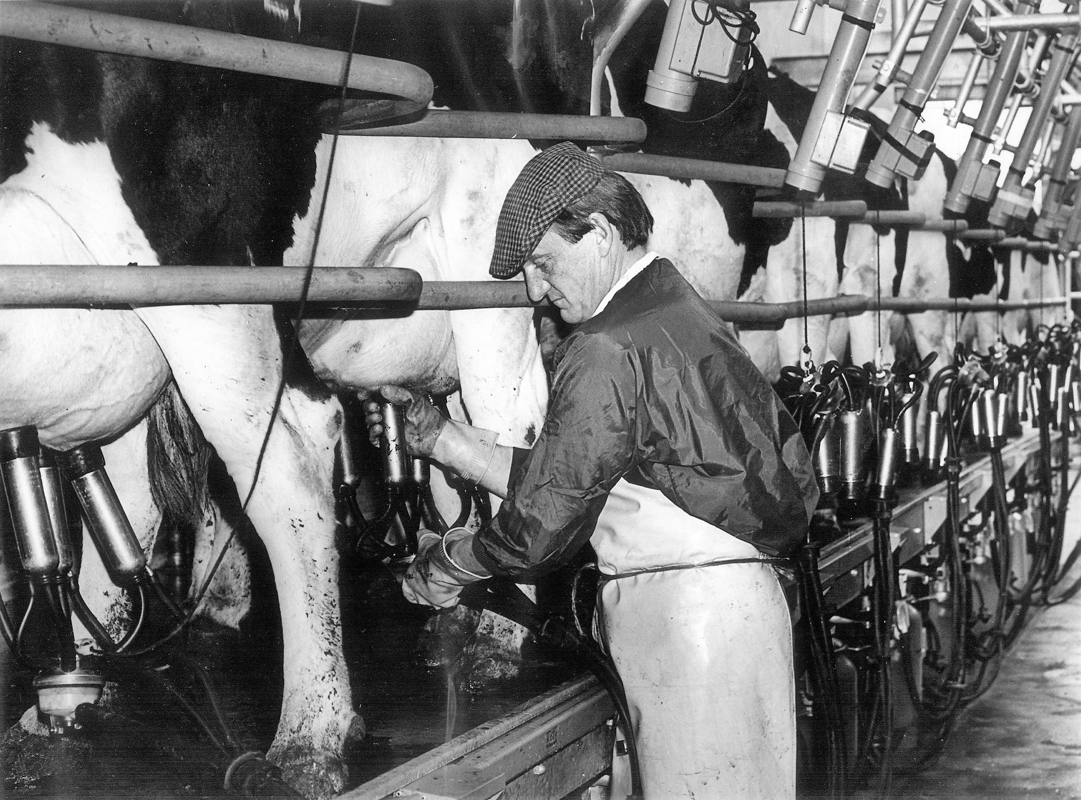 Neil Wates – founder of Bore Place milking in the early days.