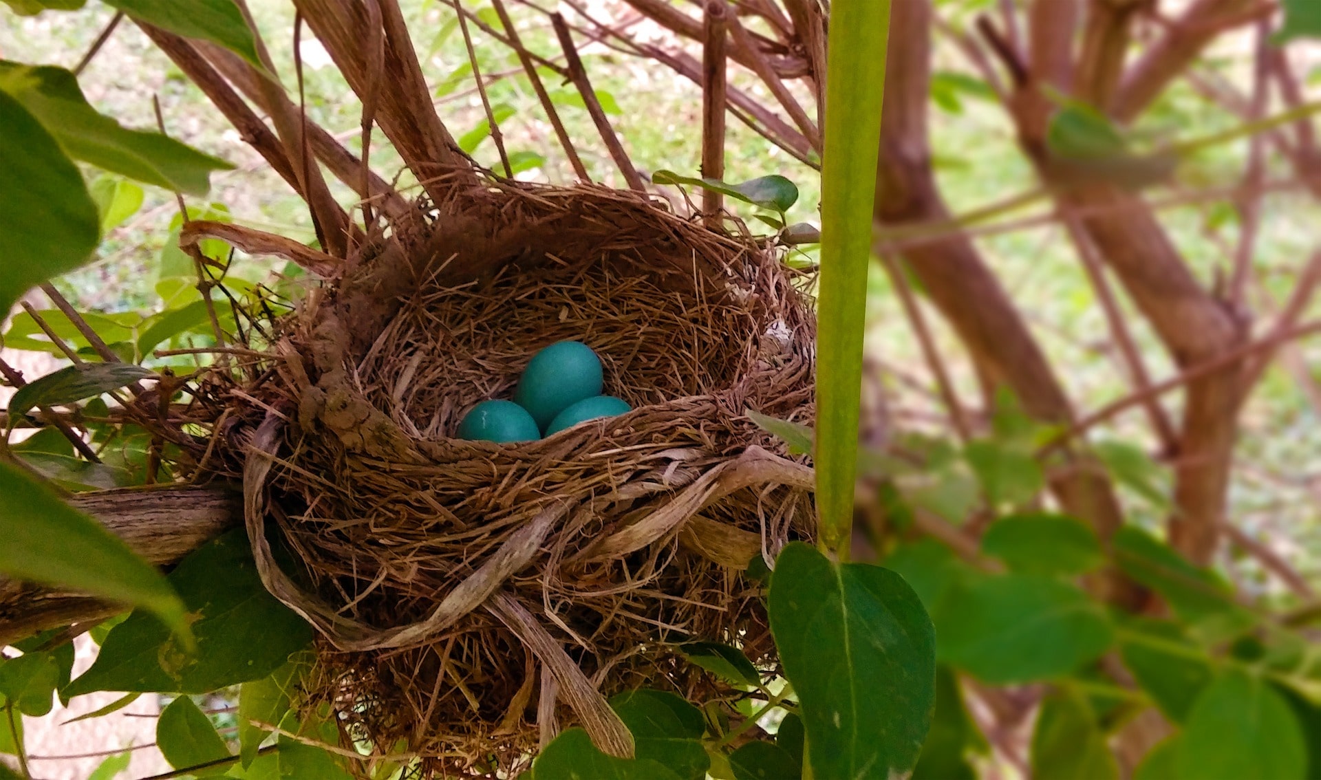Robin Nest Robin Nest