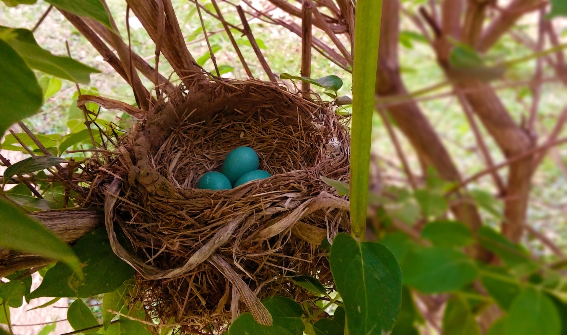 Robin Nest