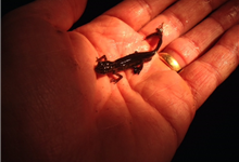 Palmate Newt Palmate Newt