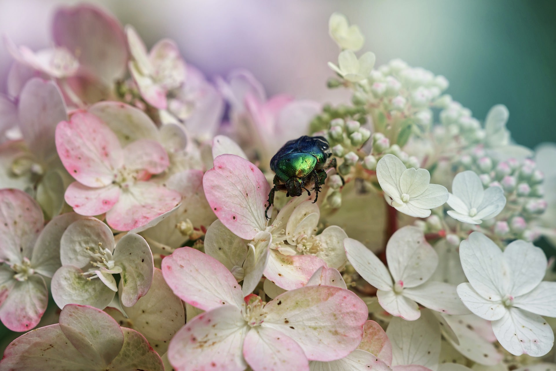 Rose Chafer