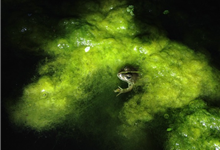 Southern Marsh Frog Southern Marsh Frog