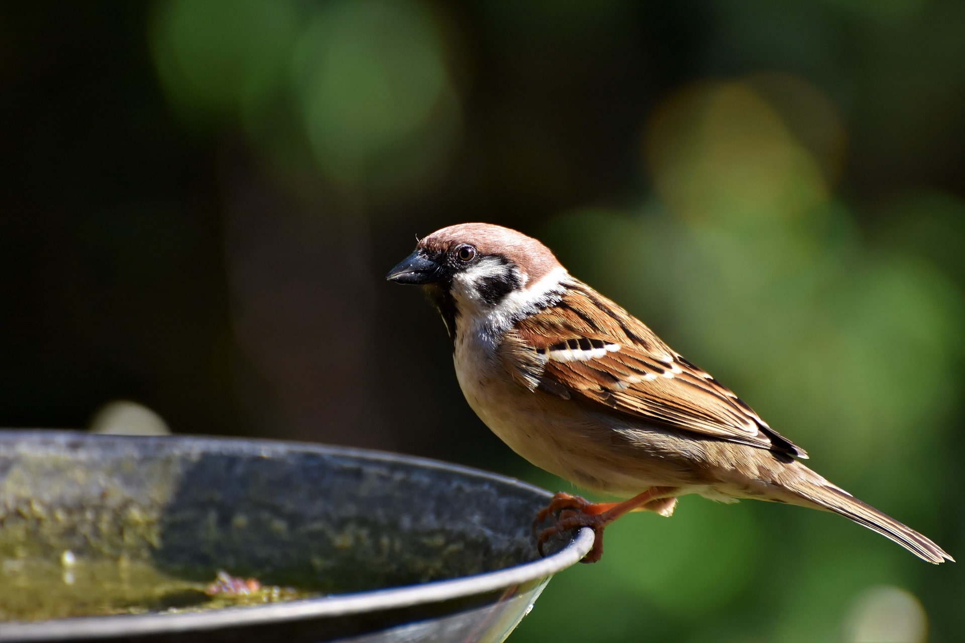 Sparrow Sparrow