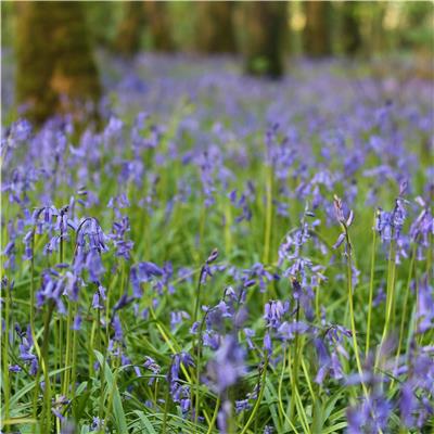 Bluebells Bluebells