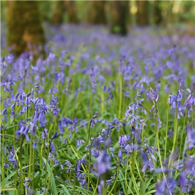 Bluebells