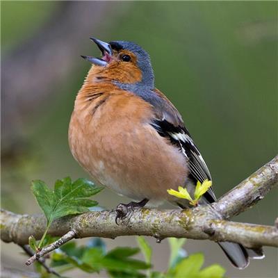 Chaffinch Singing