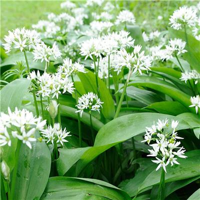 Wild Garlic Wild Garlic