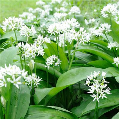 Wild Garlic