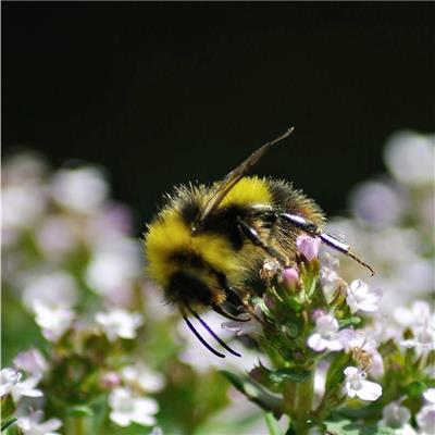 Bumblebee Bumblebee
