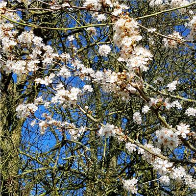 Blossom Blossom