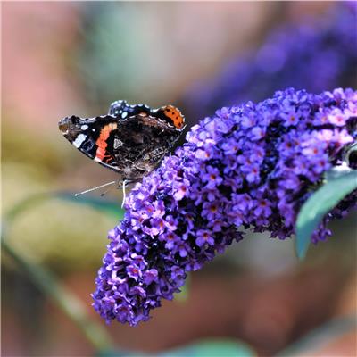 Butterfly on Buddlia Butterfly on Buddlia