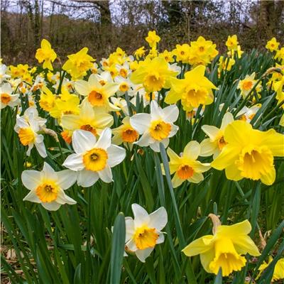 Daffodils 