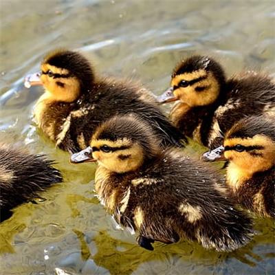 Ducklings Ducklings
