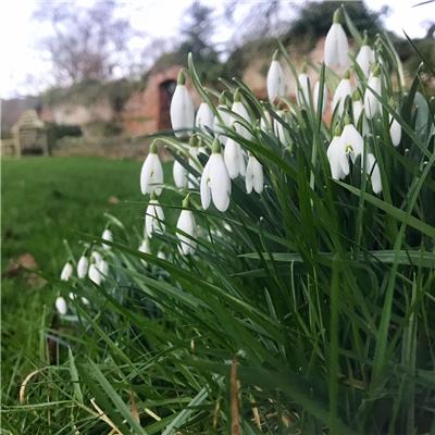 Snowdrops at Bore Place Snowdrops at Bore Place