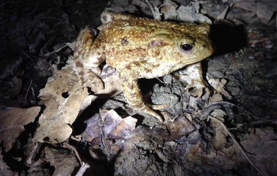 Common Toad