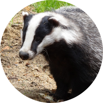 The Estate - Wildlife and Nature - Autumn - Badgers