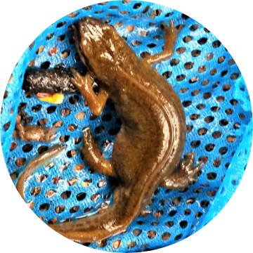 The Estate - Wildlife and Nature - Spring - Newts